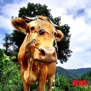 명품 TMR 사료 이미지