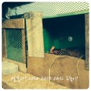 삼닭농장 Daum카페