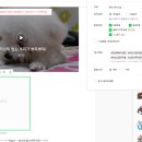 블리스캣 이미지