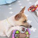 벌교사료 이미지