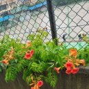 함박봉로 이미지