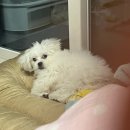 아따멍멍 | 1월 1주차 일상 '◡'✿