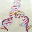 DNA 구조와 RNA 구조 ﻿ 이미지