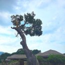 송화네민박 | 실제 사람이 살고 있는 500년 시간이 멈춘 곳 - 아산 외암민속마을