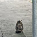 청호농장 | [강원도] Day3 양양, 속초 여행 - 강릉아기동물농장, 일번지감자탕, 배배젤라또, 하조대, 서피비치...