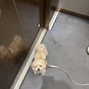 서루 | 강북구 강아지분양 멍가네 말티푸 포메라니안 '히루.서루' 분양후기! ♥