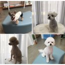 아침동물병원 이미지