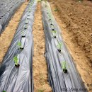 거리농장 이미지