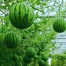 청백리로 이미지