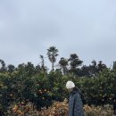 풀베개 겨울 제주 돌솥전복밥 먹고 <b>풀</b><b>베개</b> 갔다가 제주신라호텔 체크인