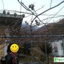 치악농장 이미지