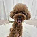 몽트리 | 내돈내산 광주 애견호텔 몽트리 완전 추천