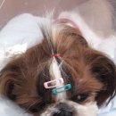 청평동물병원 이미지