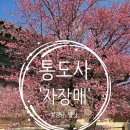 봄꽃힐링투어 | 매화 '자장매' 만개해서 다녀왔어요(주차요금, 스탬프투어, 유네스코세계유산, 사리탑 개방) 2026.02.18