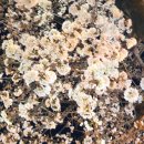 그루몽실 이미지