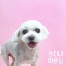 뭉치네 미용실 이미지