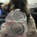 바오그루밍 이미지