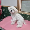 뽀송이 멍살롱 이미지