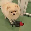 오마이멍멍 이미지