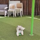 댕글라이프 이미지