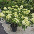 무정면사무소 이미지