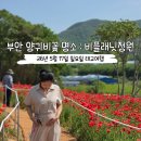 부안청소년수련원 | 부안 양귀비꽃 명소 주소, 위치 26년 5월 17일 개화상황