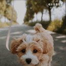 레오동물병원 네이버블로그