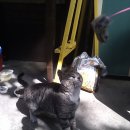 고양이랑놀자 이미지