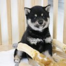 구가의 견 이미지