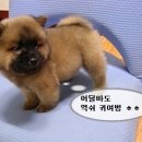 차우