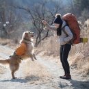 펫츠고트래블 이미지