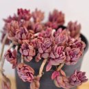 화원농장1 이미지