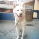 백호켄넬 이미지