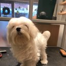 희망애견미용실 이미지