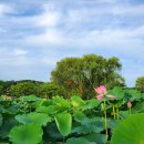 궁남지 서문주차장 이미지