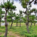 코스모스 민박 이미지