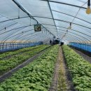 금호농장 이미지