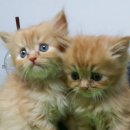 알콩달콩 이미지