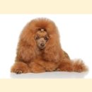 빗질해줄개 이미지