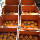 진영농원 이미지