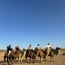 마이쥬 | [몽골여행 4,5일차] 미니사막 / 낙타체험 / 모래썰매 / 고비 캐시미어