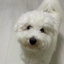 더블솔루션 | 강아지덴탈껌 덴티멀 더블액션 츄 오리지널 후기