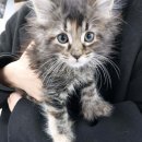 버디독 강아지분양 고양이분양 안심분양센터 인천점 | "버디독 고양이분양 강아지분양 안심분양센터 인천점" 야간 방문도 가능한 인천강아지분양