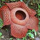 라풀레시아(Rafflesia) 이미지