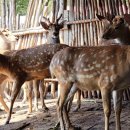 백두산농장 이미지