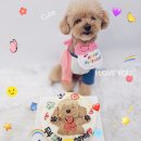 다온멍스쿨 이미지