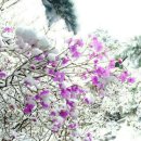 산우 이미지