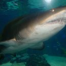 부산갈메기 이미지