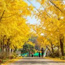 황금마을 이미지