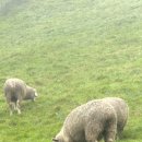 포동목장 이미지